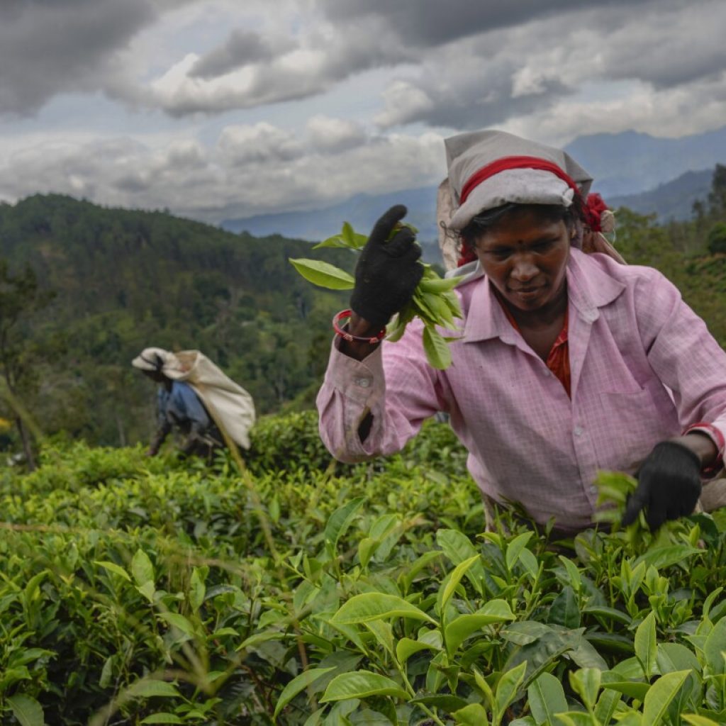 Sri Lanka’s plantation workers live on the margins. But politicians still want their votes