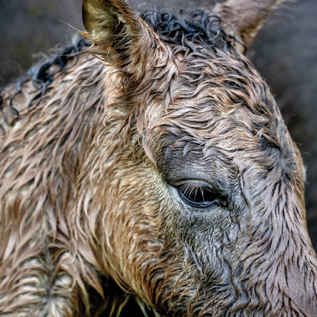 AP PHOTOS: Germany springs to life in vivid scenes of nature