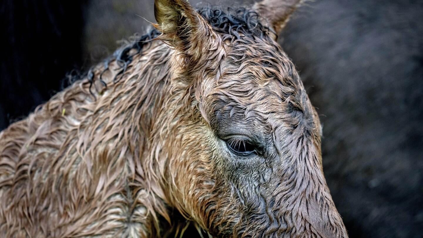 AP PHOTOS: Germany springs to life in vivid scenes of nature