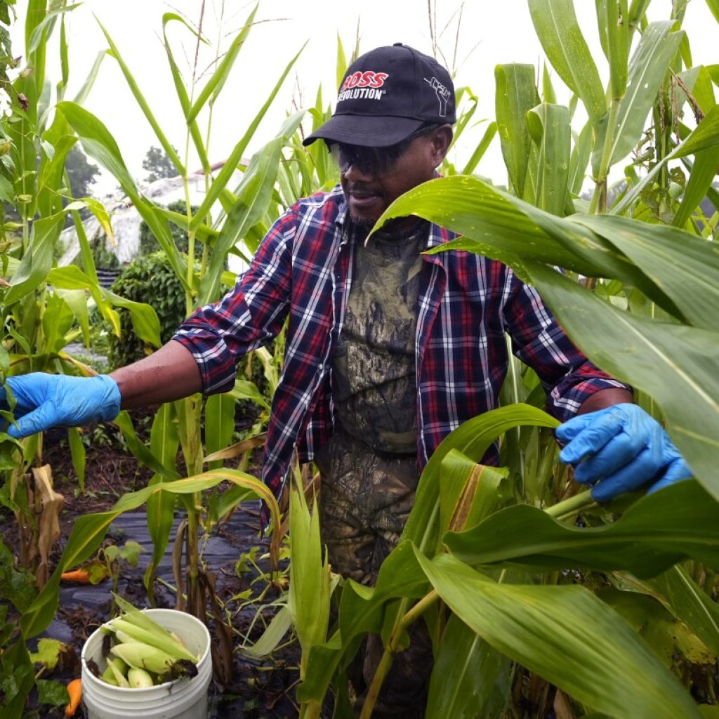 Refugees in New Hampshire turn to farming for an income and a taste of home