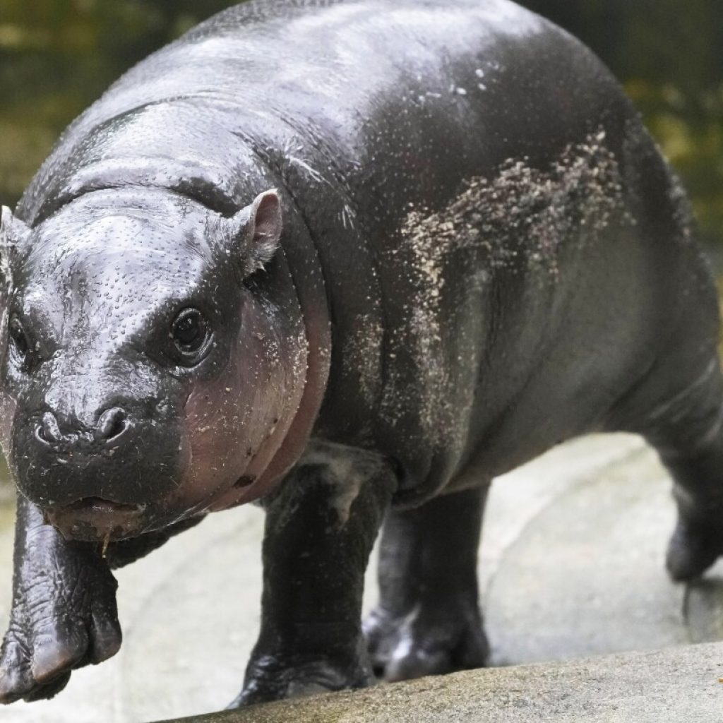 The Thai zoo home to baby hippo and internet sensation Moo Deng is patenting the pygmy