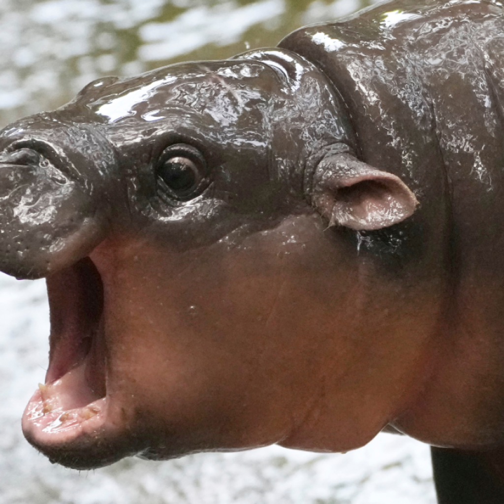 Thai zoo, home to baby hippo and internet sensation Moo Deng, is patenting the pygmy | AP News