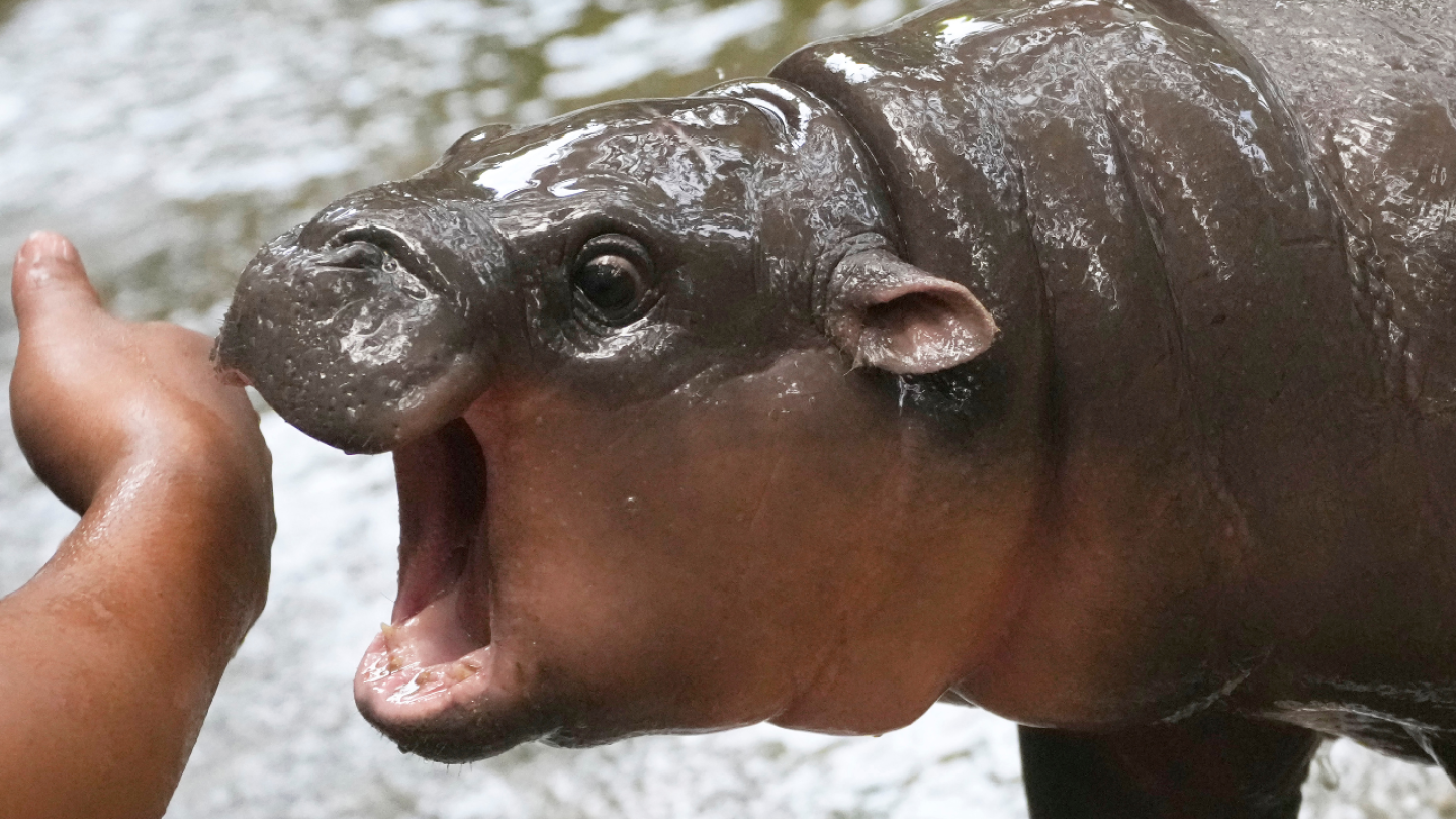 Thai zoo, home to baby hippo and internet sensation Moo Deng, is patenting the pygmy | AP News