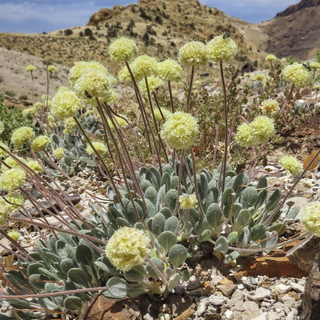 US agency review says Nevada lithium mine can co-exist with endangered flower