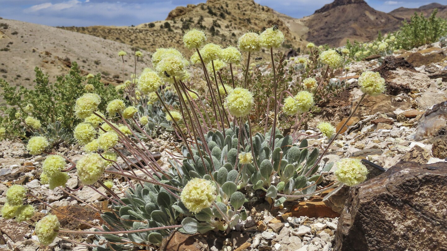 US agency review says Nevada lithium mine can co-exist with endangered flower