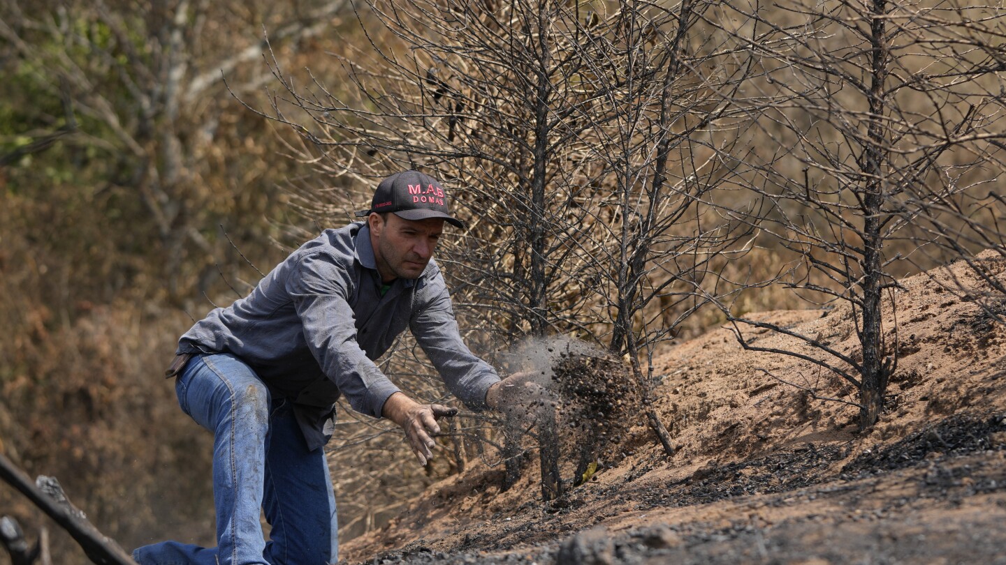 Brazil drought punishes coffee farms and threatens to push prices even higher