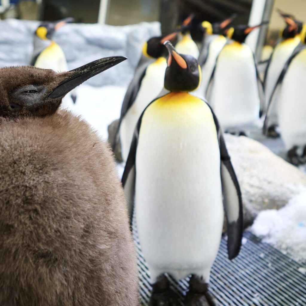 Huge Australian king penguin chick Pesto grows into social media star