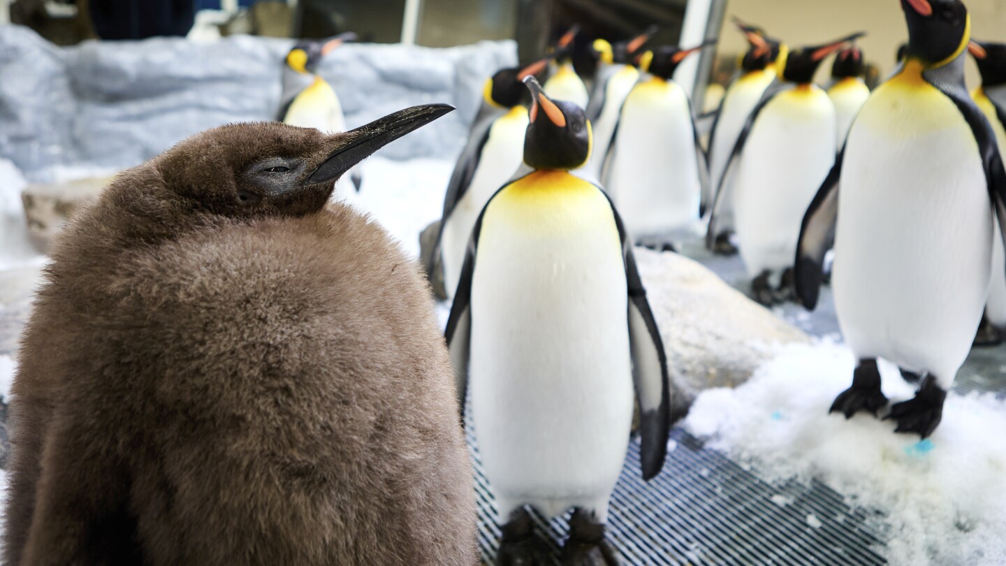 Huge Australian king penguin chick Pesto grows into social media star