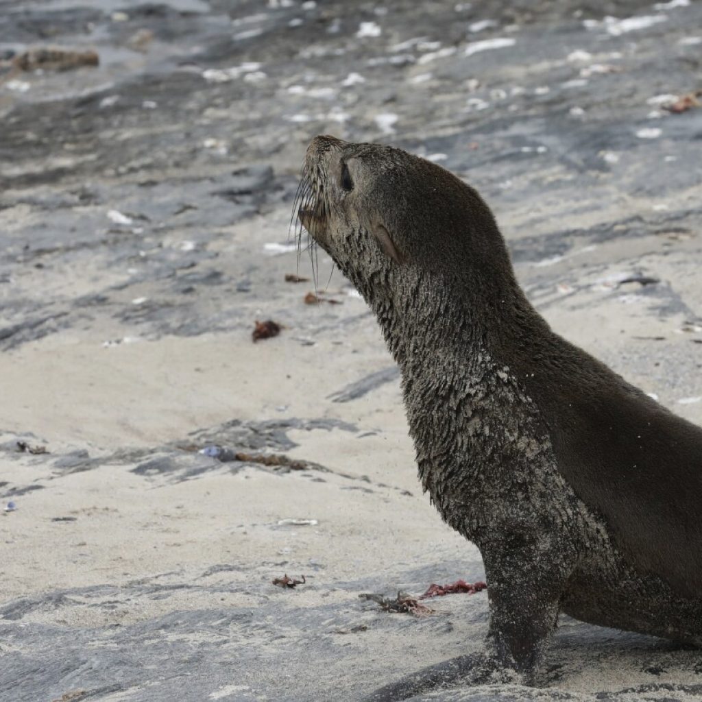 Scientists in South Africa say they have identified the first known outbreak of rabies in seals