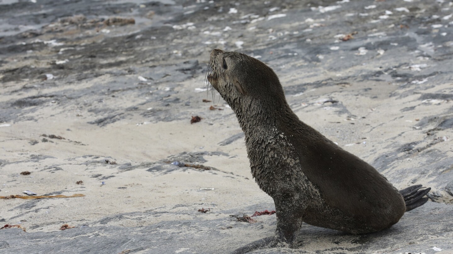 Scientists in South Africa say they have identified the first known outbreak of rabies in seals