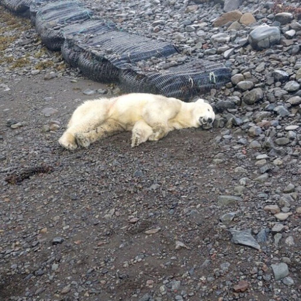 A rare polar bear showed up on the shores of Iceland. Police shot it