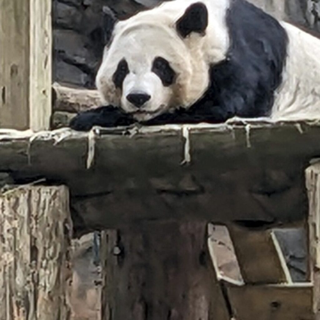 Zoo Atlanta’s last 4 pandas are leaving for China