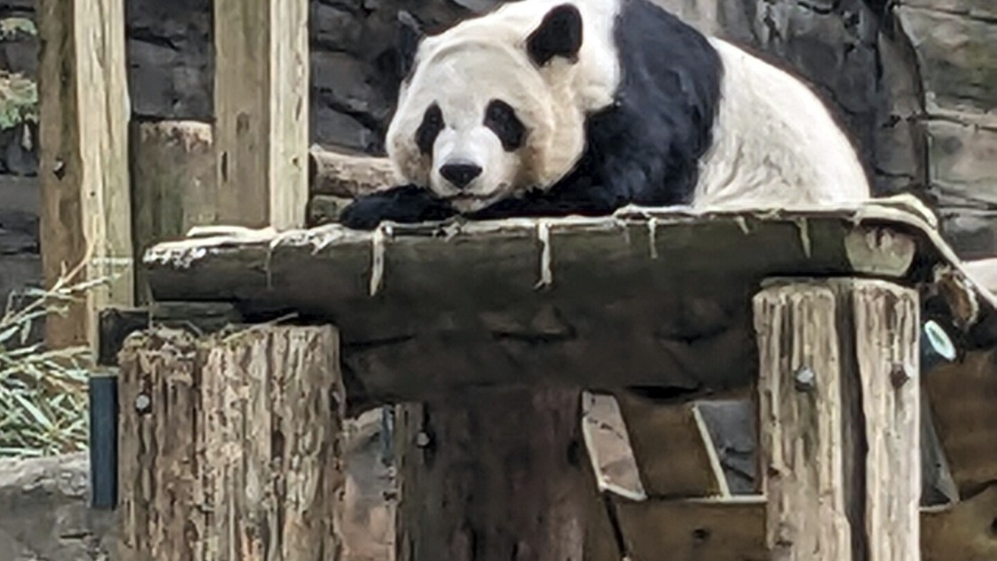 Zoo Atlanta’s last 4 pandas are leaving for China