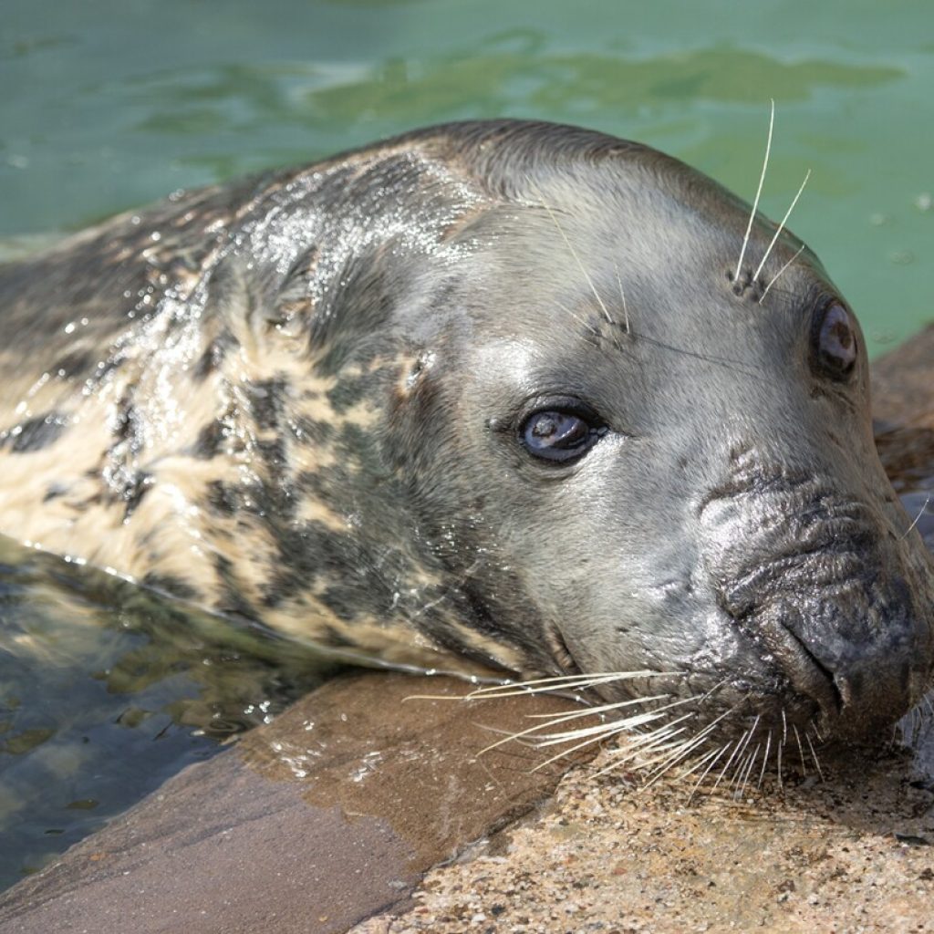 Seal marks her 50th birthday at a sanctuary. Sheba may be the oldest in captivity