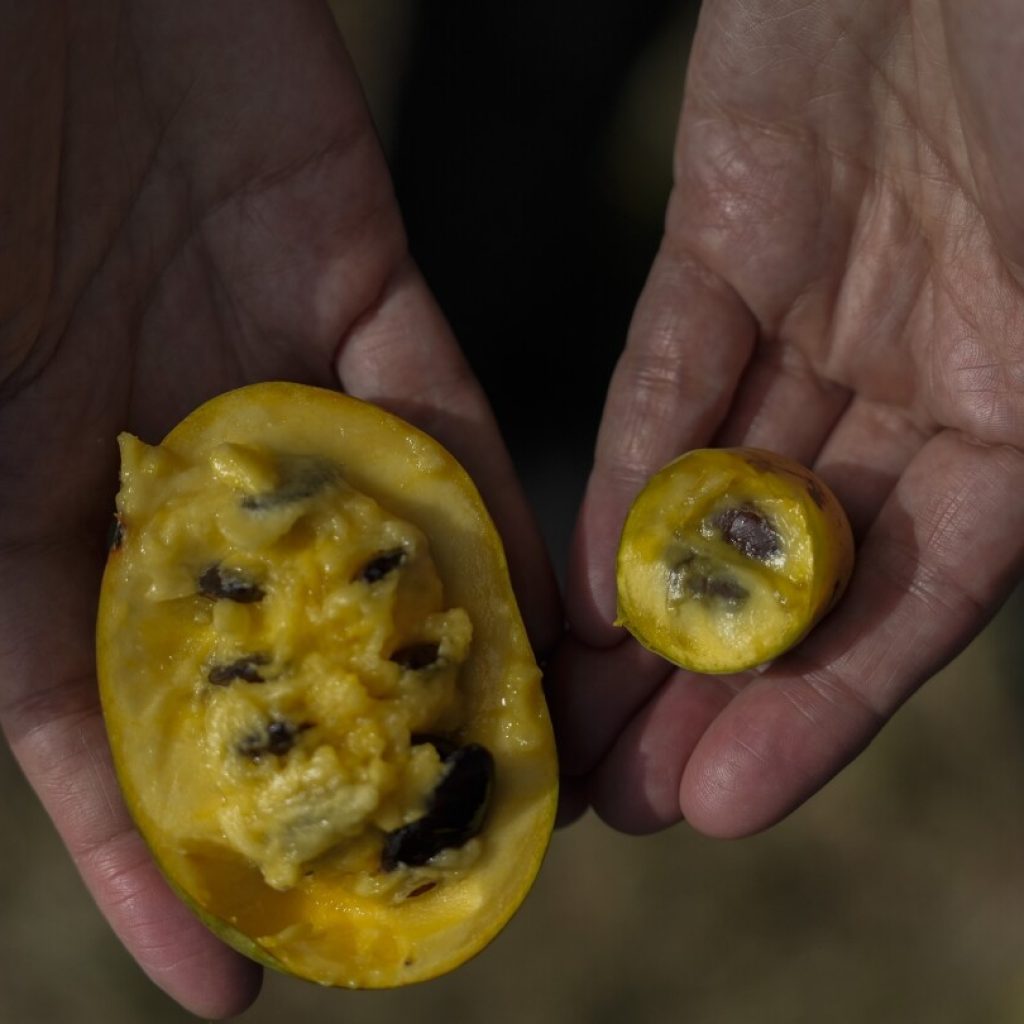 In Ohio, drought and shifting weather patterns affect North America’s largest native fruit