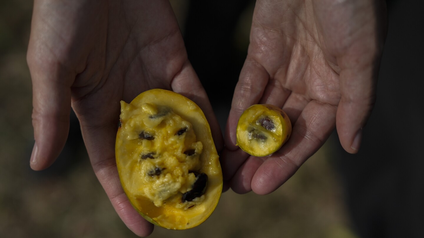 In Ohio, drought and shifting weather patterns affect North America’s largest native fruit