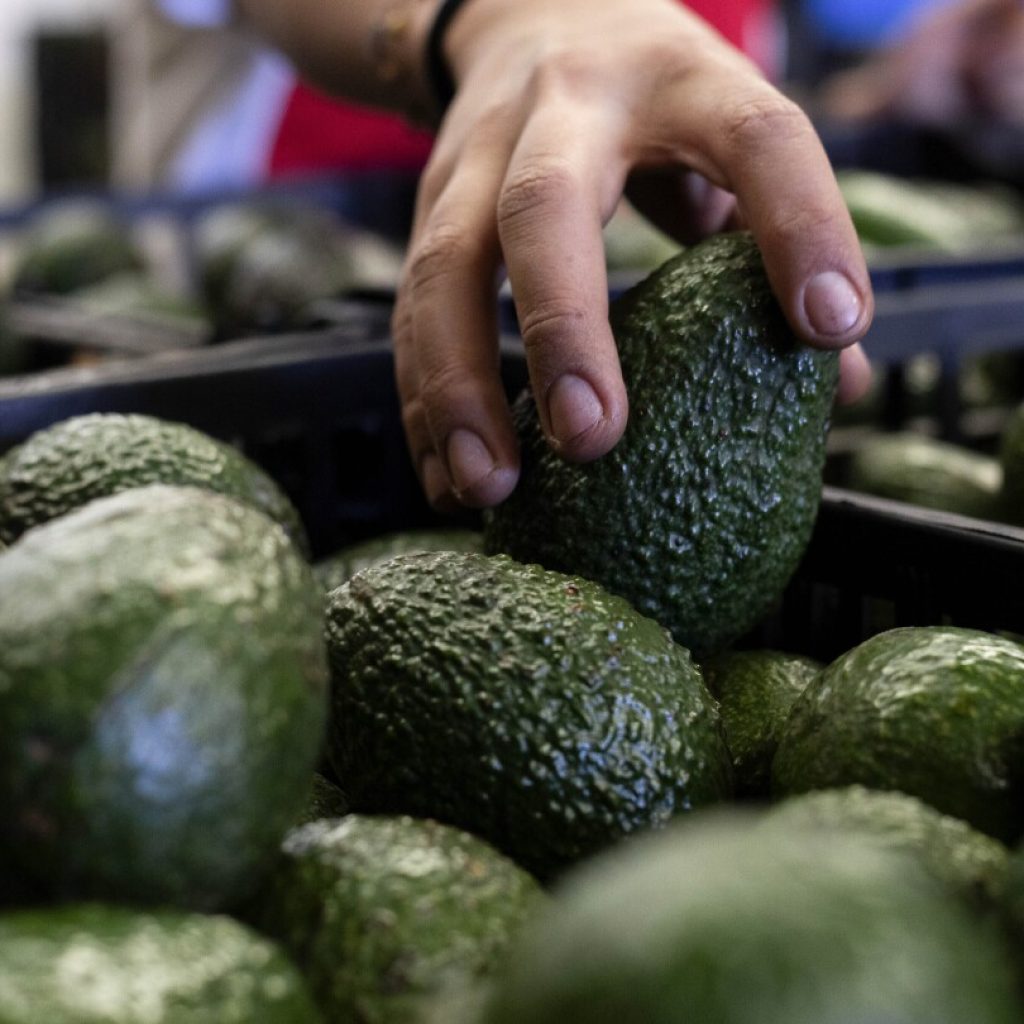 US to hand over pest inspections of Mexican avocados to Mexico and California growers aren’t happy