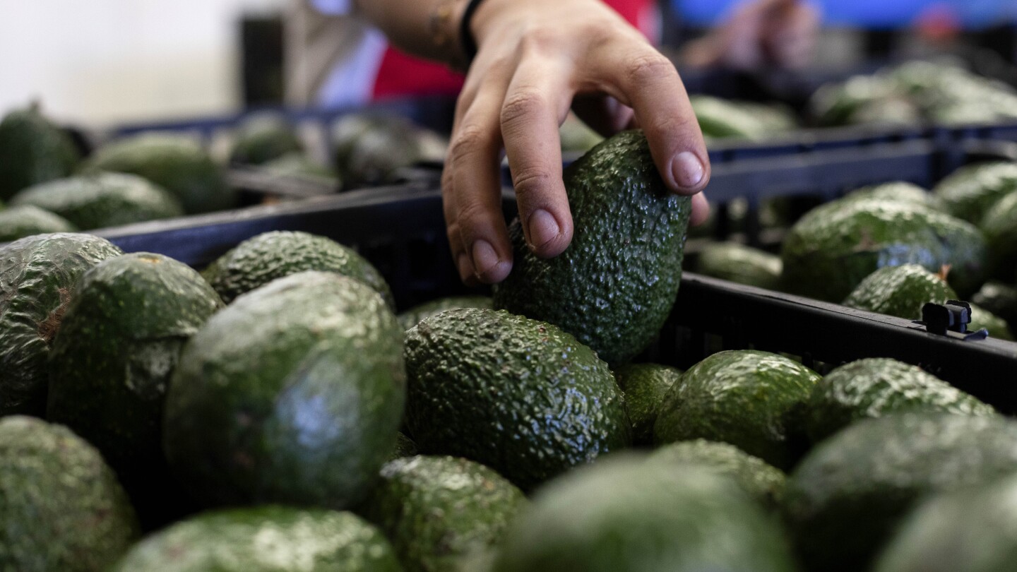 US to hand over pest inspections of Mexican avocados to Mexico and California growers aren’t happy